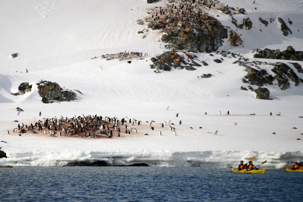 09D Kayakers With Penguin Colony On The Coast Of Cuverville Island On Quark Expeditions Antarctica Cruise